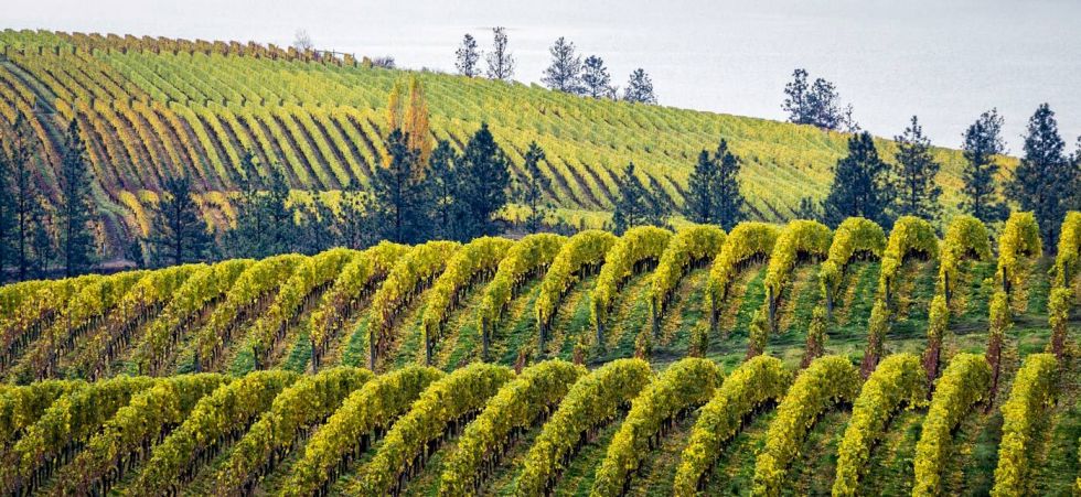 Il vino è&nbsp;Musica