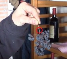 Croatina Bonarda Pignola pinzatura