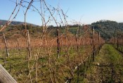 vigneto-inverno-tralci-filari-vite-750-by-matteo-giusti-agronotizie